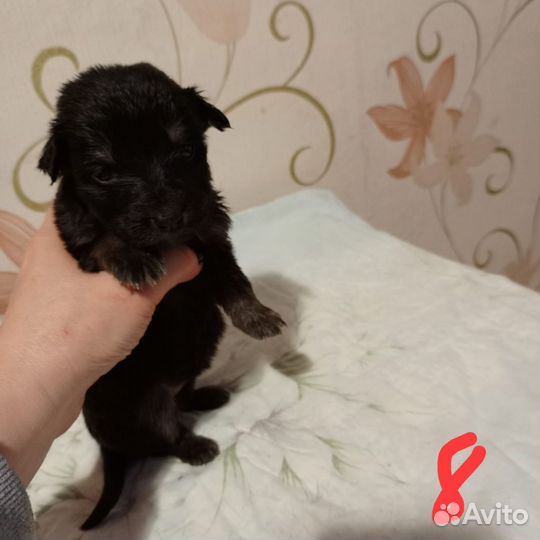 Щенки в добрые руки