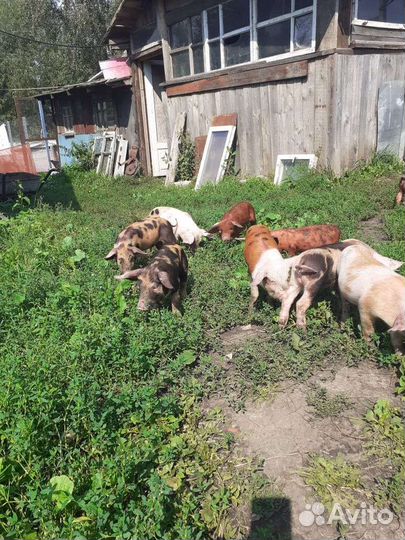 Поросята ландрас дюрок