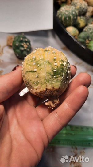 Astrophytum asterias variegata