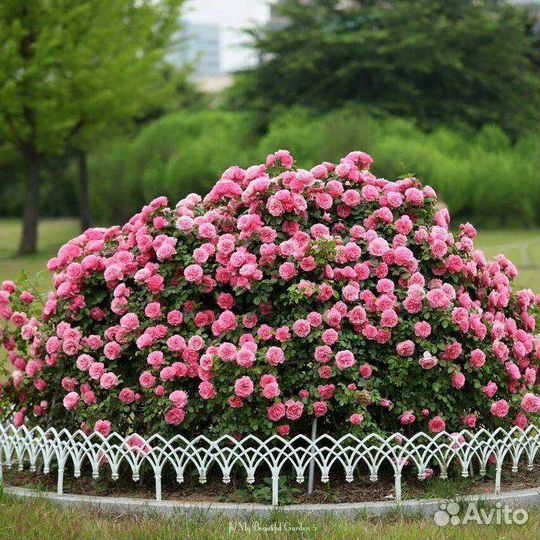 Канадские парковые розы