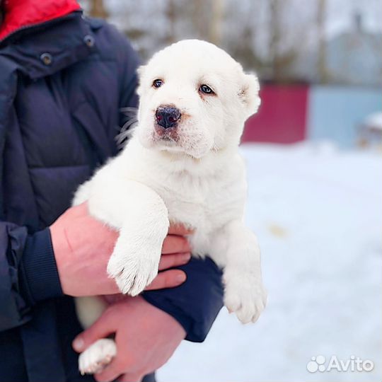 Среднеазиатская овчарка алабай щенки