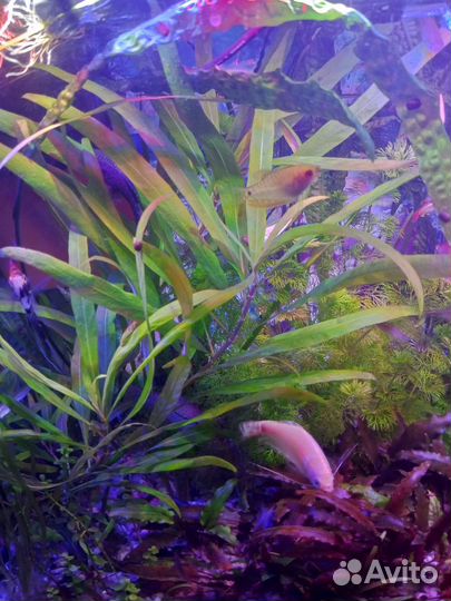 Аквариумное растение