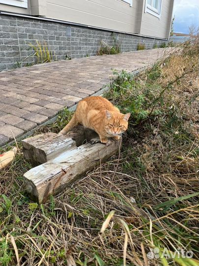 Котик-мышелов в добрые руки