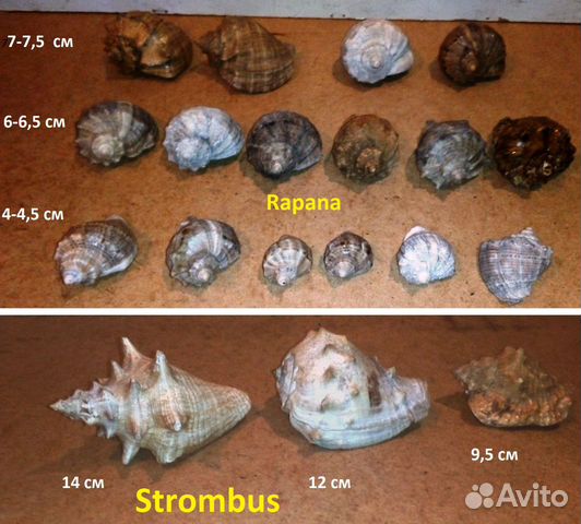 Раковина морская, звезда, ракушки