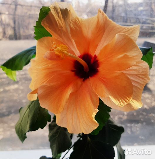 Китайская роза