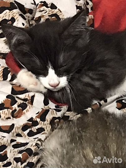 Домашние животные котята