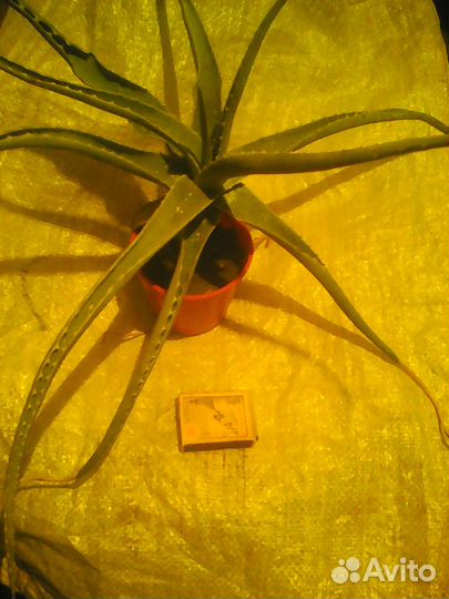 Комнатные цветы Алоэ