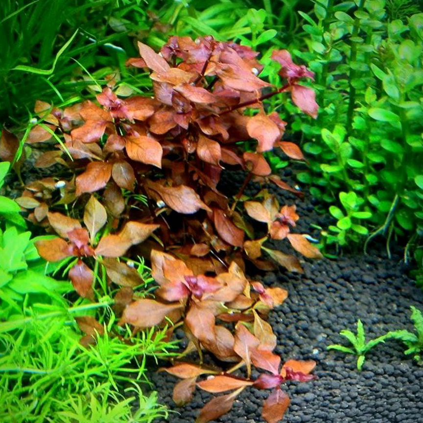 Людвигия болотная красная - Ludwigia palustris red