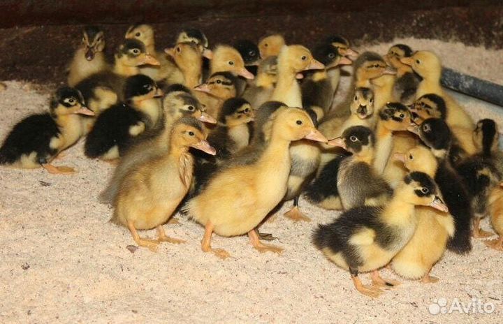 Утята башкирские