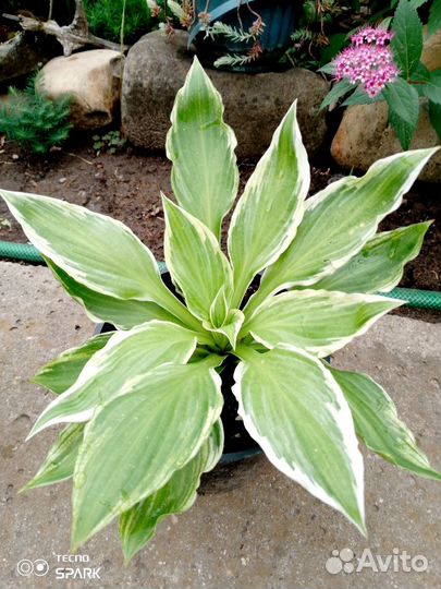 Растения для сада