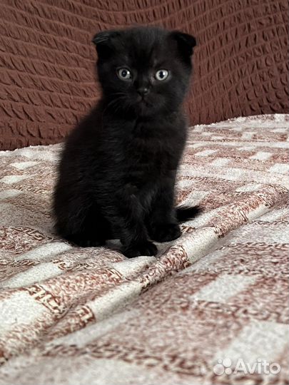Вислоухие котята