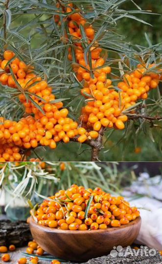 Облепиха,Шелковица,Саженцы Годжи (Дереза,Лициум)