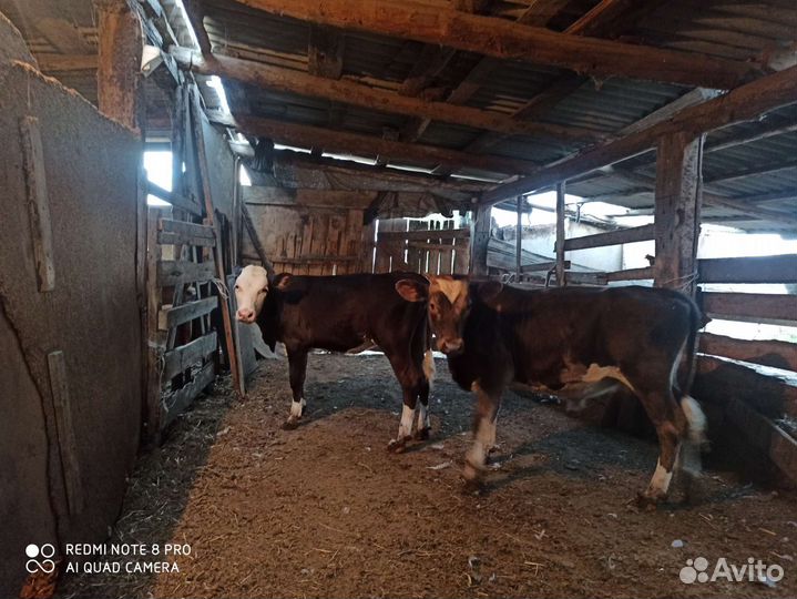 Бычки и телята