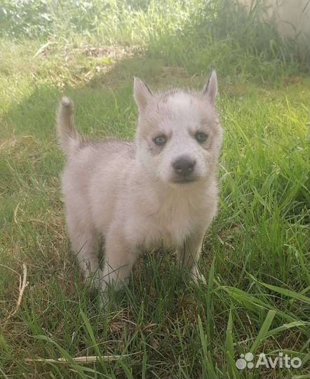 Щенки сибирской хаски