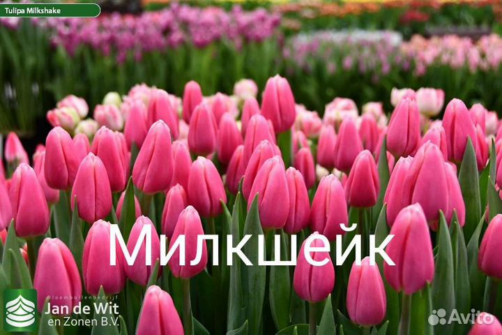 Луковицы тюльпанов