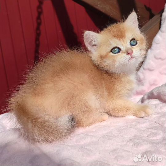 Породистые котята