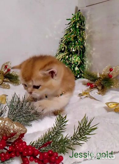 Котята золотая шиншилла