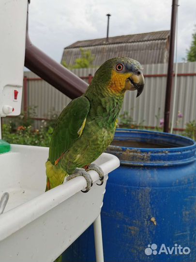 Венесуэльский амазон