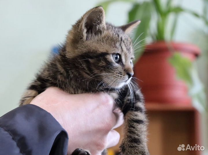 Котята в добрые руки даром