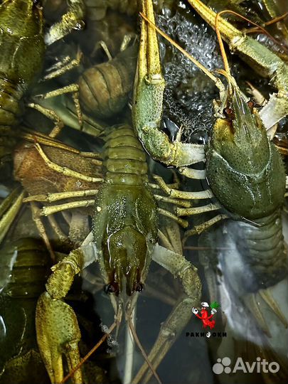 Саратовские раки вареные Речной вокзал