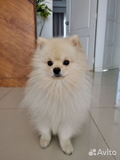 Вязка. Померанский шпиц