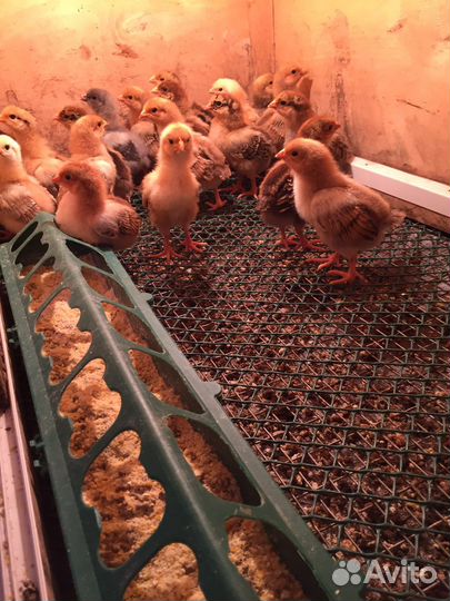 Инкубационное яйцо цыплята