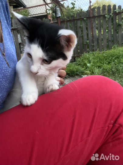 Отдам в добрые руки