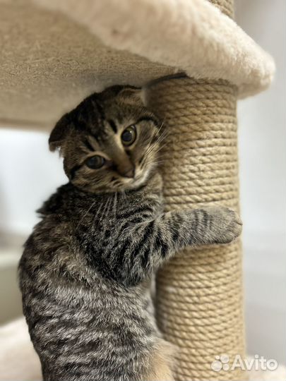 Котенок в добрые руки