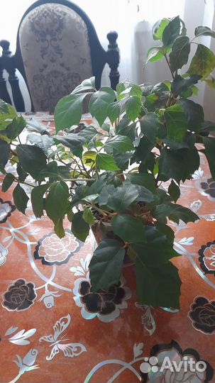 Комнатные цветы