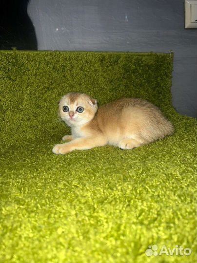 Золотые котята