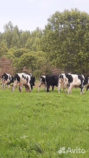 Быки и телки на мясо