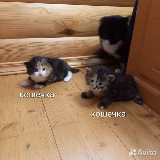 Котята