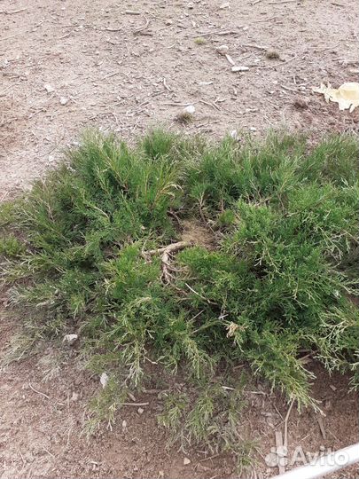 Можжевельник