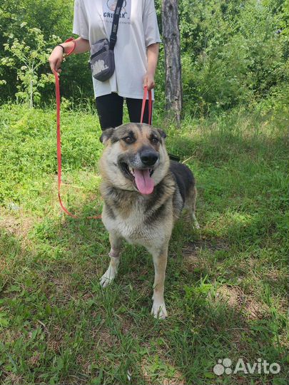 Шикарная Веста