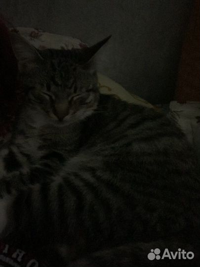 Кот в дар бесплатно