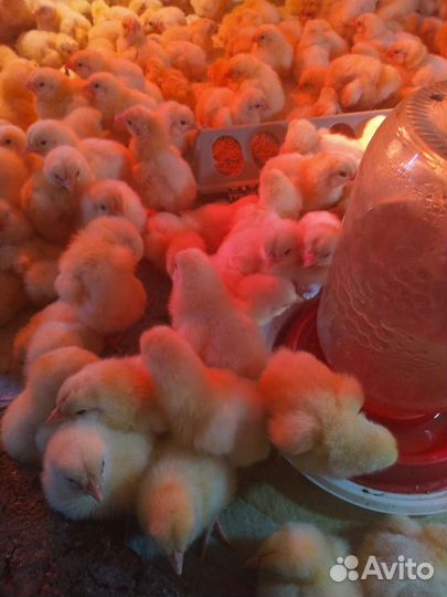 Цыплята бройлеры росс 308