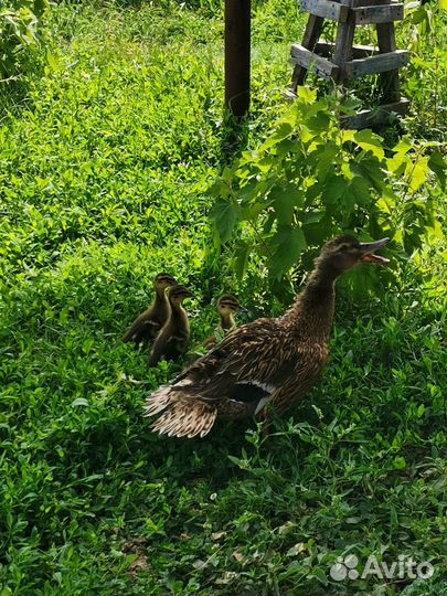 Подсадные утки