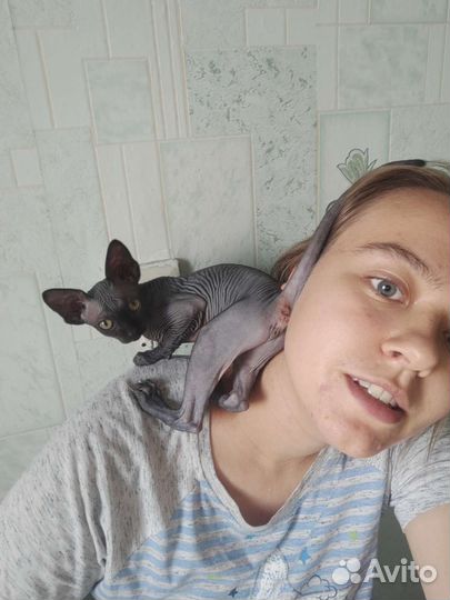 Канадский сфинкс котенок бесплатно