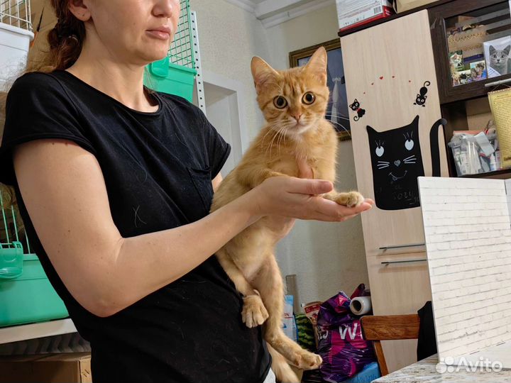Молодая кошечка