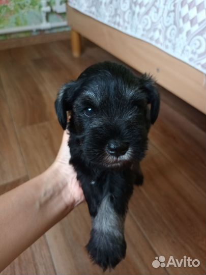 Цвергшнауцер