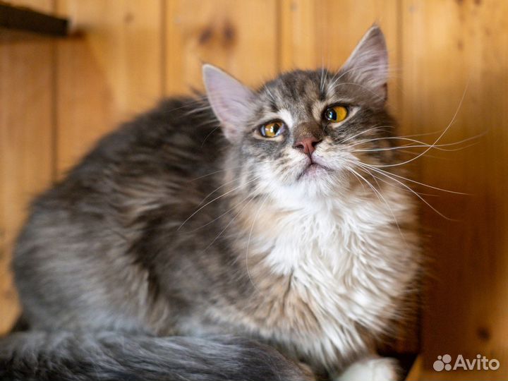 Сибирская кошка бесплатно