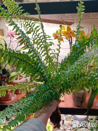 Папоротник нефролепис тигр вариегатный