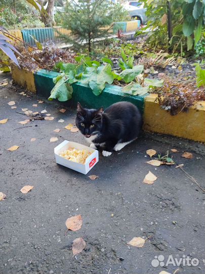 Котёнок очень ласковый