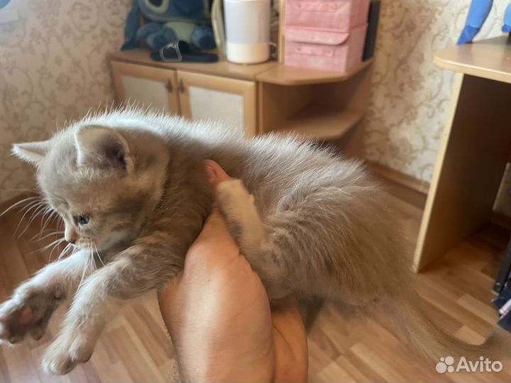 Котята (2 месяца) в добрые руки