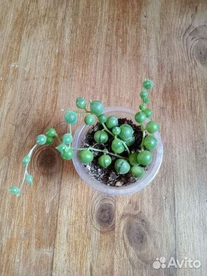 Комнатные цветы 4