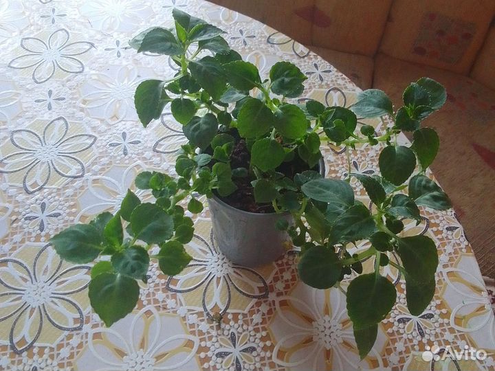 Бальзамин махровый белый