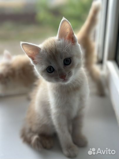 Котята в добрые руки бесплатно