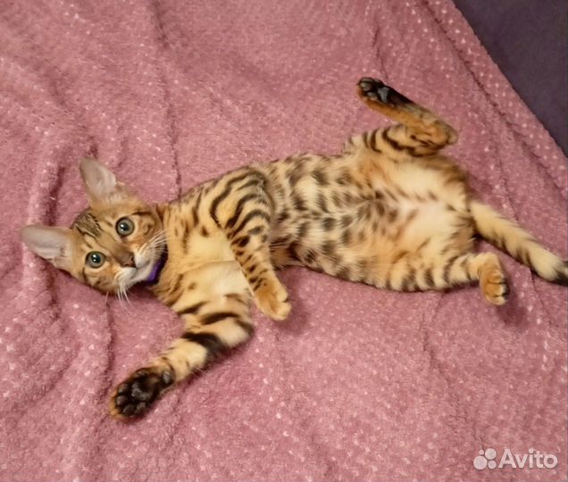 Бенгальские котята