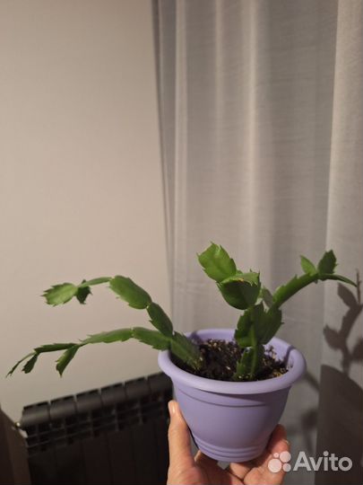 Домашний цветок декабрист