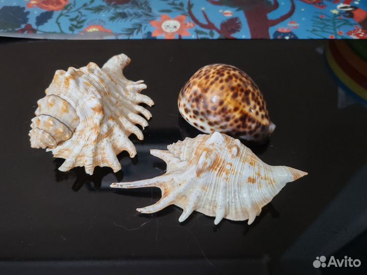 Ракушки 3 шт